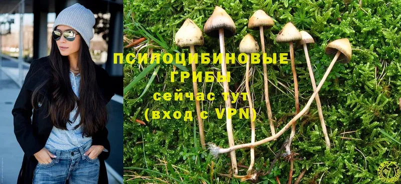 Псилоцибиновые грибы Cubensis  где найти   Данилов 